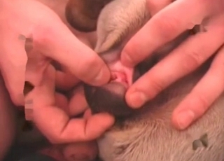 Cheerful blowjob for a lovely doggo by a sexy man