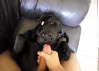 This black hound gets jizz on its fur in this hot video