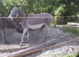 Mule bangs his girlfriend in rear end pose