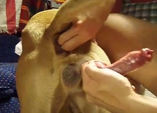 Stunning bestiality game with my doggy