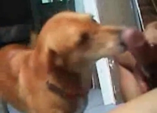 My playful doggy knows how to suck a pecker