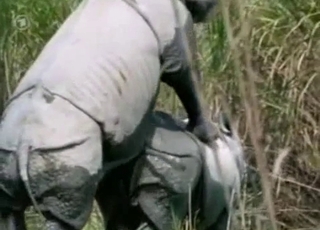 Gigantic rhinos fuck in doggy style pose