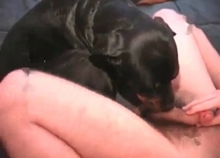 Black doggy licks a man meat and gets fucked
