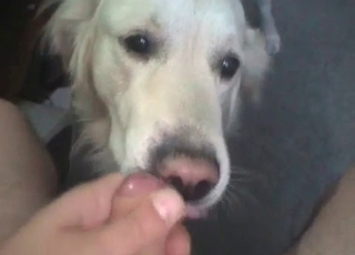 Big dicks are on the menu for this stunning doggo