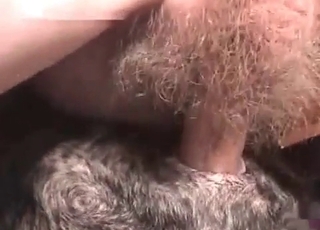 Perfect amateur bestiality Hard-core with my dog