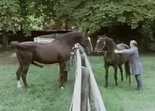 Awesome horses are screwing in doggy style