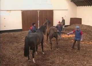 Awesome horses are screwing in doggy style