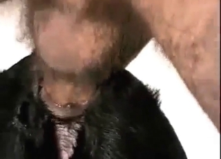 Dark-hued mutt getting gaped from behind