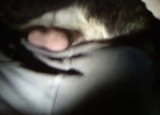 Cute mutt licking my dick with love