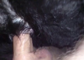 Cute black doggy ravaged her tight hole