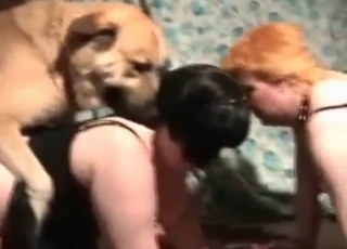 Doggy style fucking with hounds in this excellent video