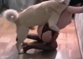 Fast sex of a black-haired and her instructed dog
