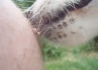 Sweet doggy is licking nipples in the close-up