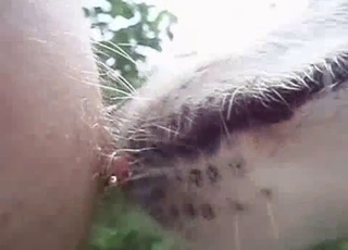Sweet doggy is licking nipples in the close-up