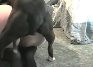 Dark-hued socks zoophile vs a black mutt