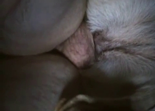 White doggy deserved my massive dick