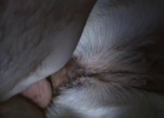 White doggy deserved my massive dick