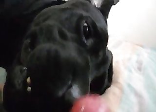 Point of view oral with a very passionate doggo