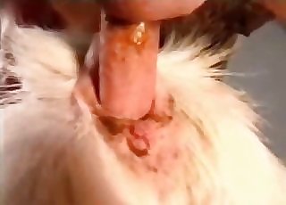Big white doggy hardly drilled by fat cock