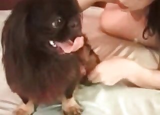 Brunette playfully sucking dog's cock