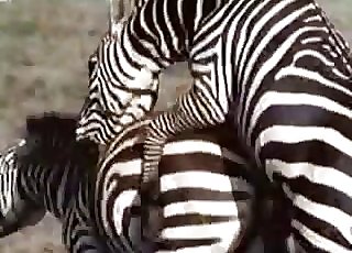 Wild exotic zebras are fucking in the doggy style posture