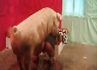 Pig fucks a sexy zoofil in doggy style pose