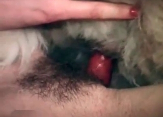 Dog’s asshole is getting stretched out