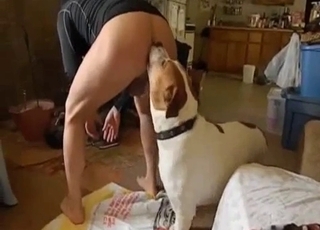 Casual seduction of a sumptuous doggo