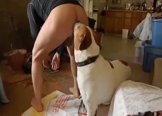 Casual seduction of a sumptuous doggo