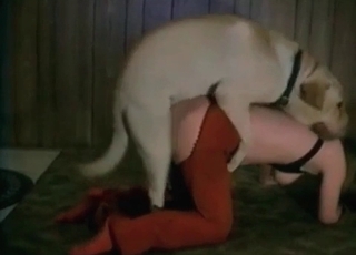 Awesome dog sex action with a zoophile