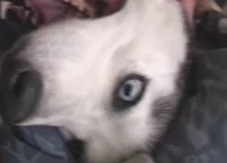 White doggy penetrated in missionary pose