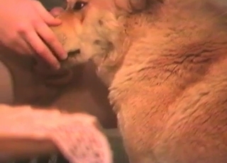 Dude jerking off to his glorious dog