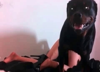 Aggressive dog adores hardcore zoo sex