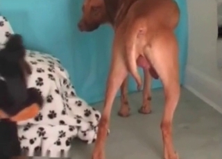 Asian chick sucking meaty man-meat of a mutt