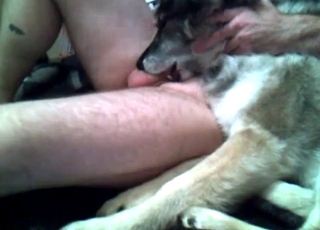 Dog eating my firm boner in bedroom