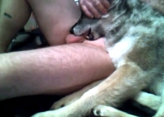 Dog eating my firm boner in bedroom