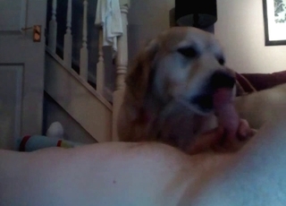 Dog showing its oral job abilities