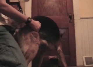 Dude eagerly screws his horny dog