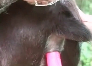 From the rear luving a sex plaything