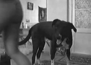 B&W banging with a ruthless dog