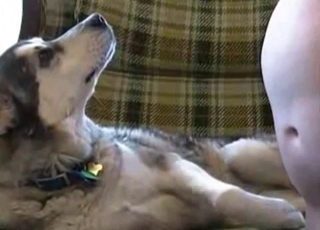 Jerking dog's amazing boner