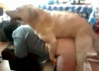 Doggy fashion banging for a large zoophile