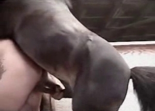 Stallion fucks in the doggy pose