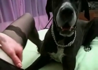 Bestiality elation for a lovely black dog
