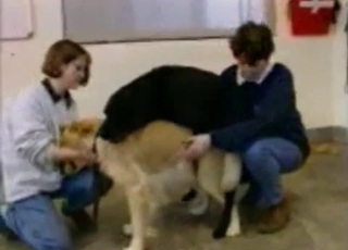 Two dogs gleefully fucking outdoors