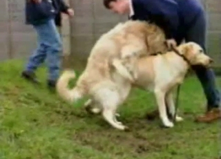 Two dogs gleefully fucking outdoors