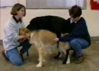 Two dogs gleefully fucking outdoors