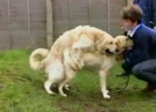 Two dogs gleefully fucking outdoors
