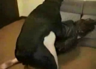 Horny young doggy is banging so freaking fast