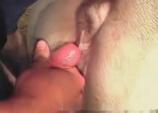 Dude is having doggystyle sex with a farm animal